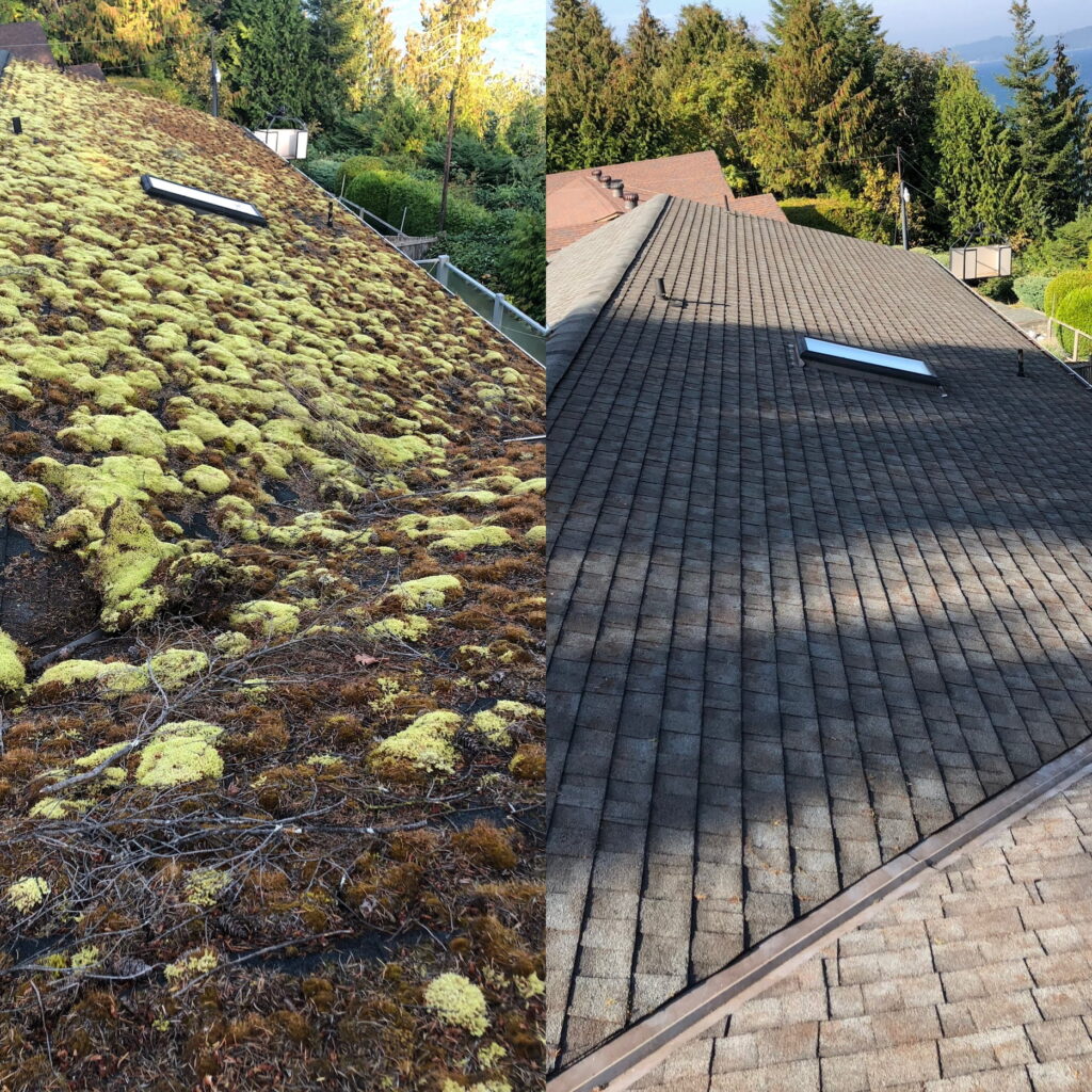 Safeguarding Your Garden While Eliminating Moss