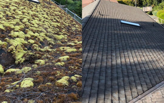 Safeguarding Your Garden While Eliminating Moss